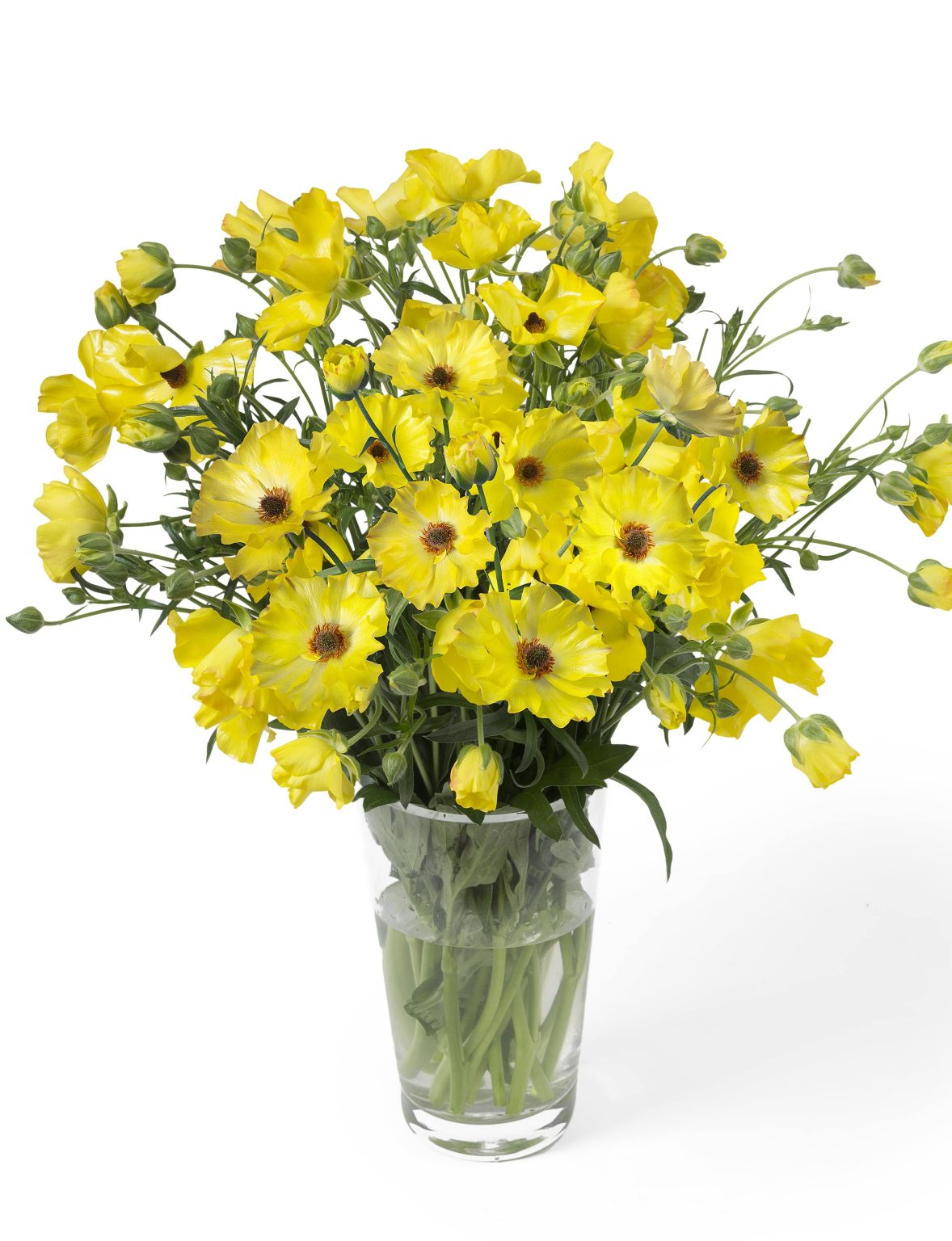 Ranunculus Butterfly™ Artemis®