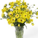 Ranunculus Butterfly™ Artemis®