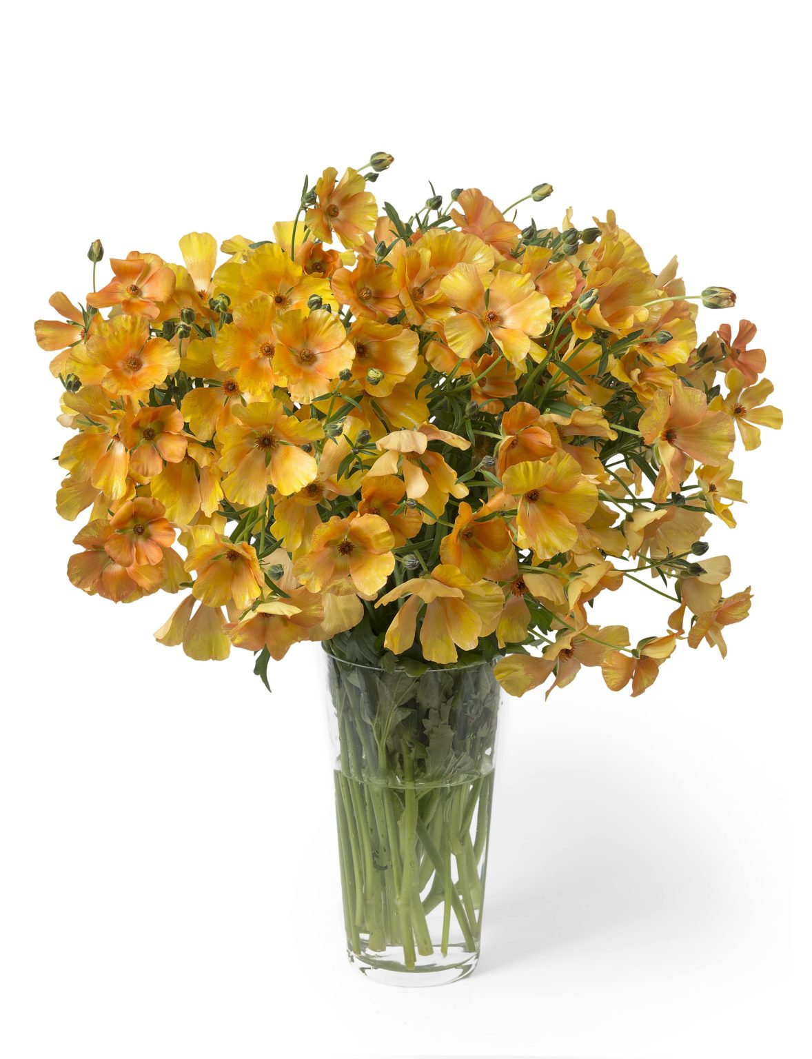 Ranunculus Butterfly™ Charis®