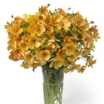 Ranunculus Butterfly™ Charis®