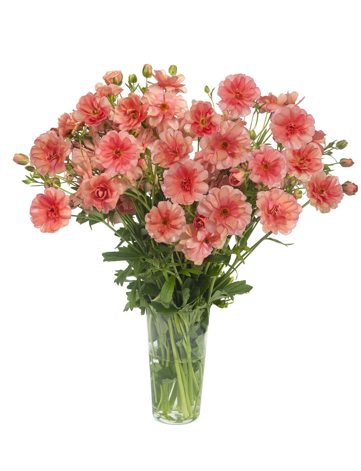 Ranunculus Butterfly™ Eris®