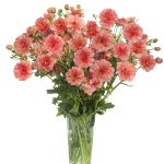 Ranunculus Butterfly™ Eris®