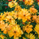 Ranunculus Butterfly™ Galatea®