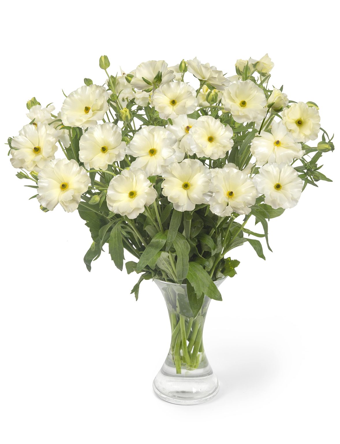 Ranunculus Butterfly™ Graces®