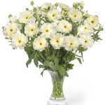 Ranunculus Butterfly™ Graces®