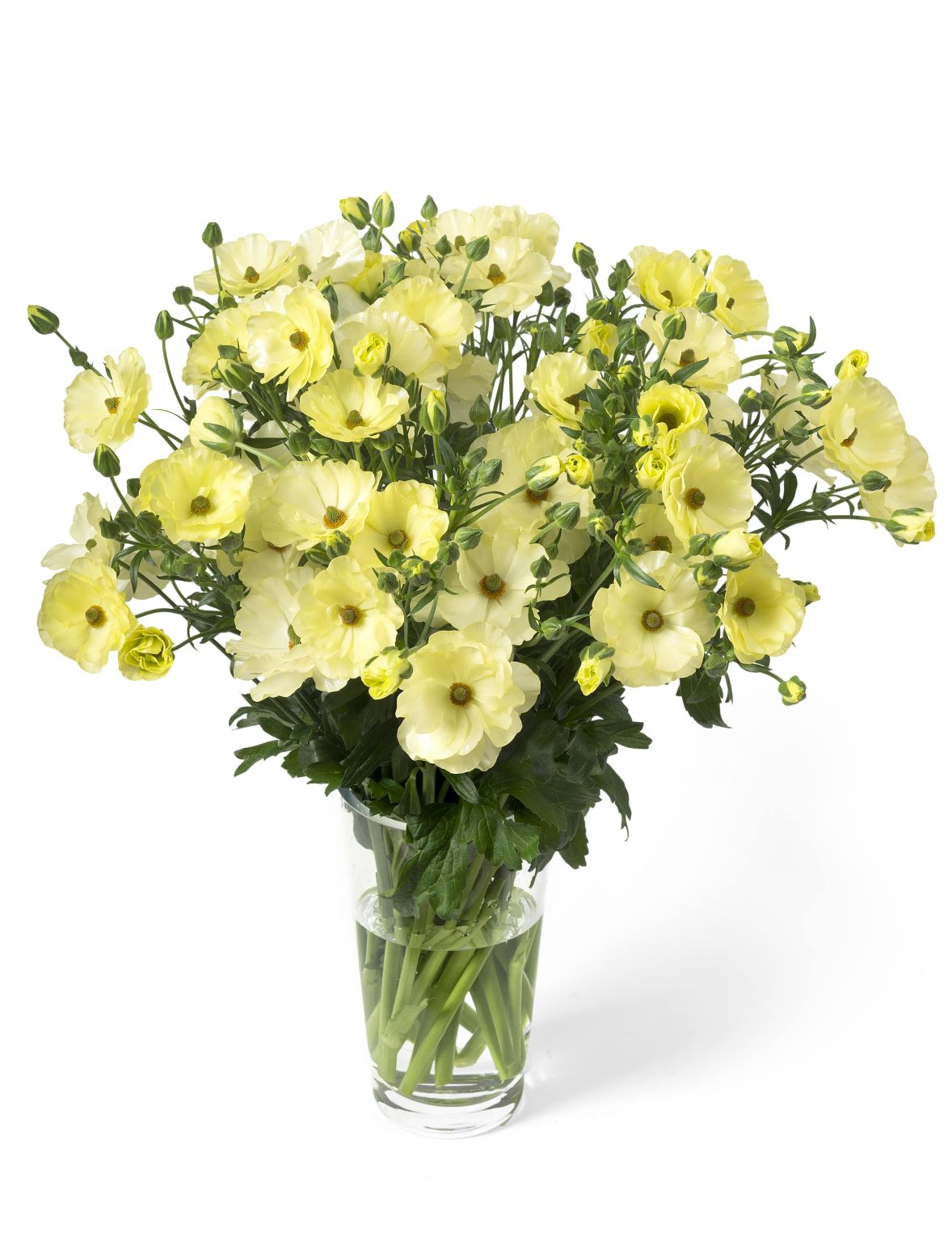 Een bouquet van gele Ranunculus Butterfly in de vaas