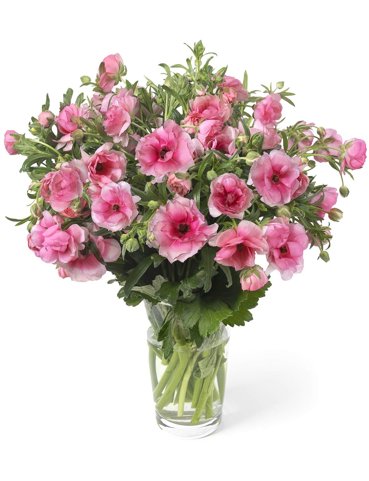 Ranunculus Butterfly™ Hera®