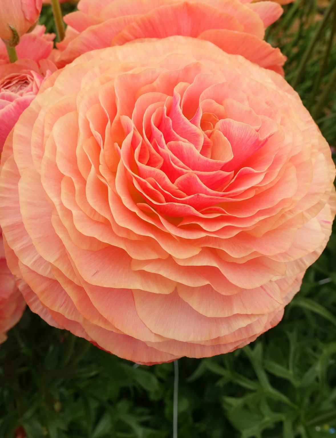 Pink Ranunculus Romance Buzet in a vase
