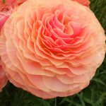Pink Ranunculus Romance Buzet in a vase