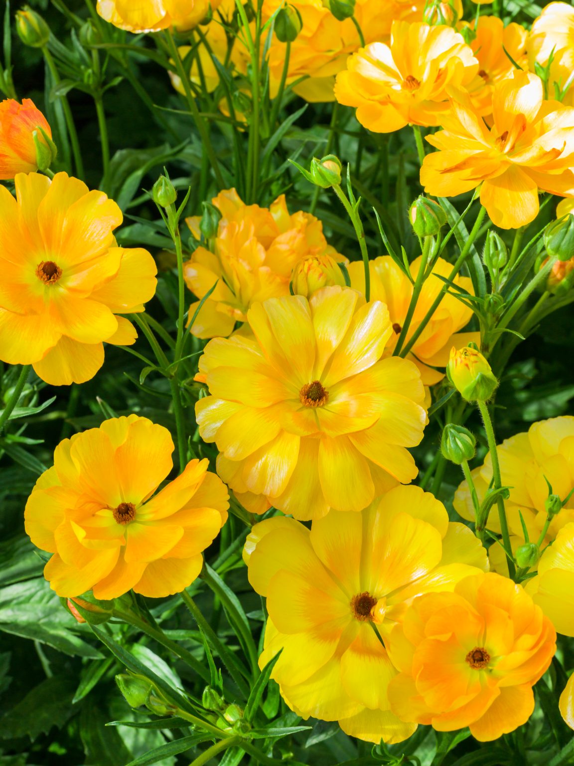Yellow Ranunculus flowers