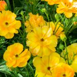 Yellow Ranunculus flowers