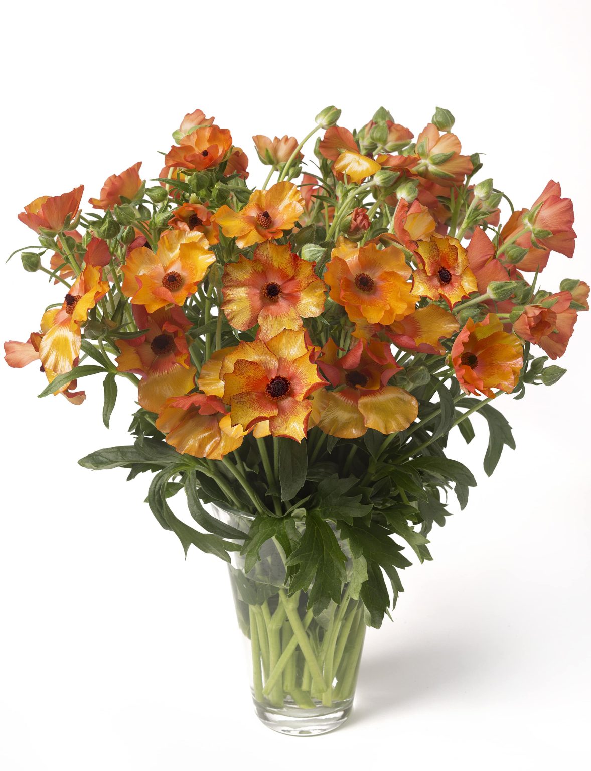 A vase with orange Ranunculus