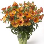 A vase with orange Ranunculus