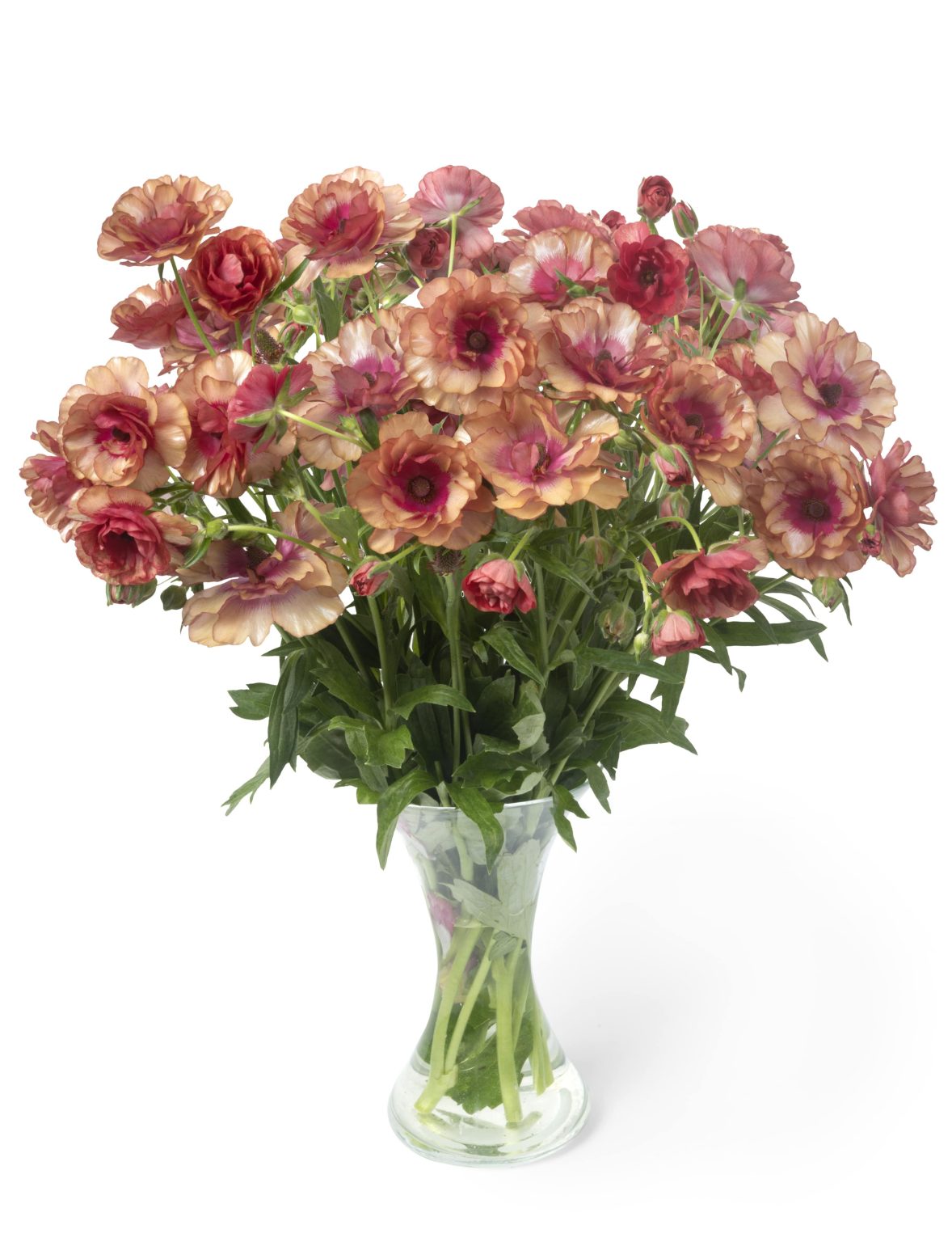 A Vase with red Ranunculus