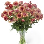 A Vase with red Ranunculus