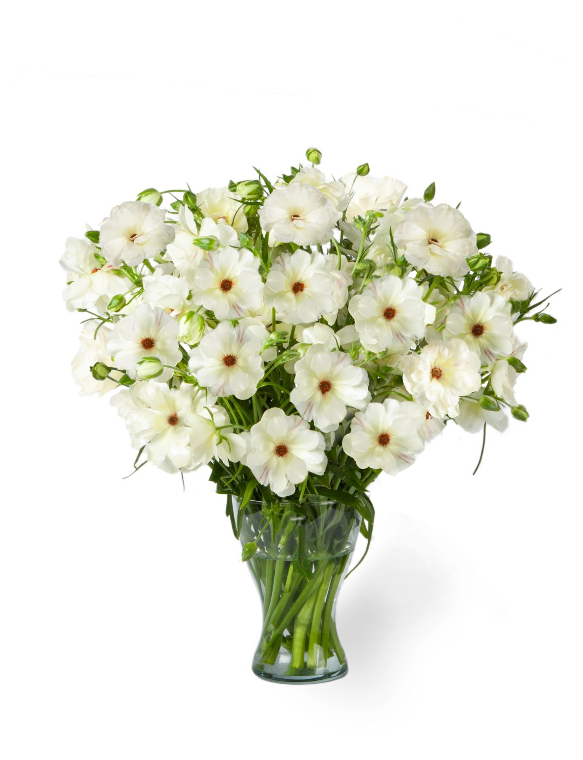 White Ranunculus in a vase