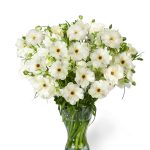 White Ranunculus in a vase
