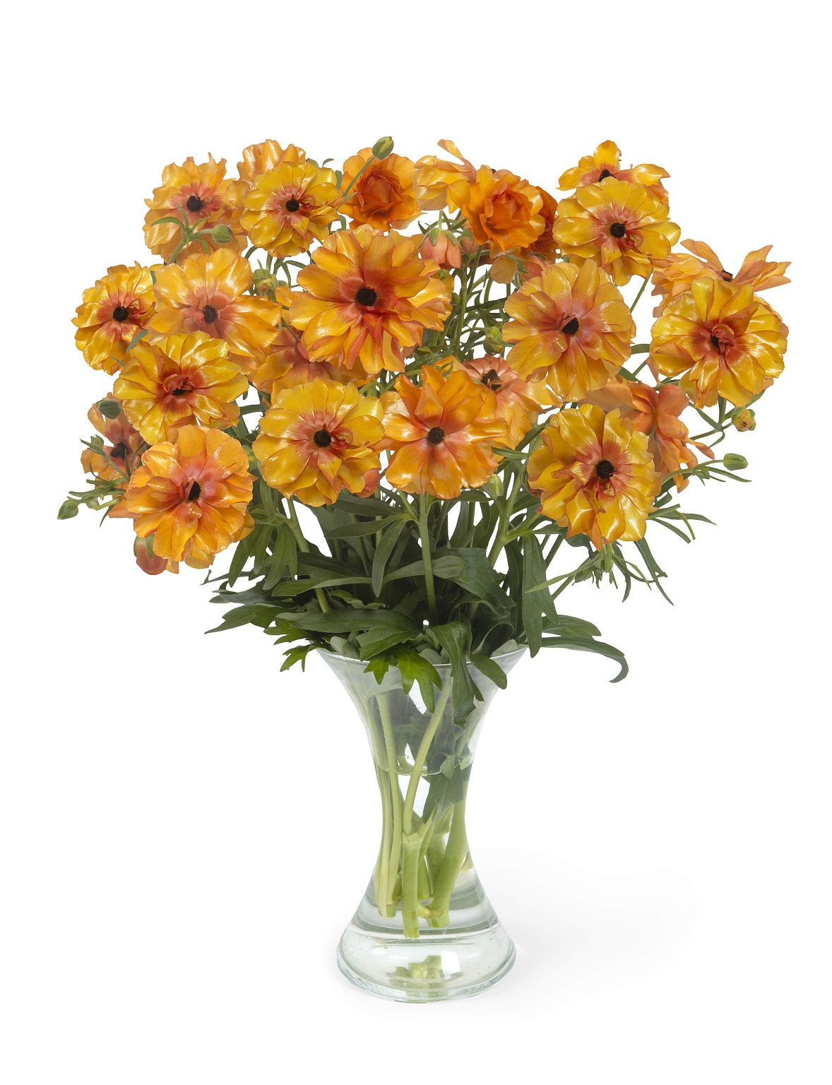 Orange Ranunculus in a vase