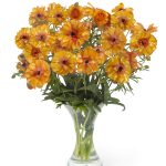 Orange Ranunculus in a vase