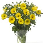 A vase f yellow Ranuncu