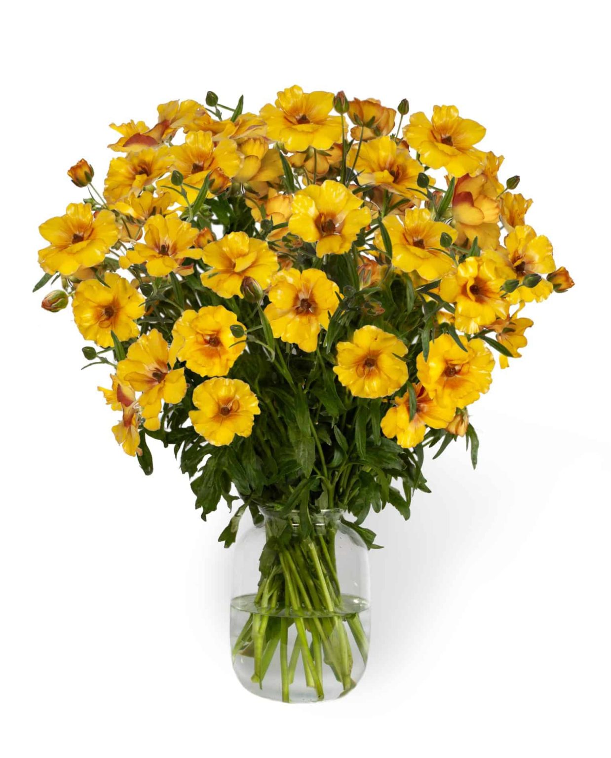Yellow Ranunculus in a vase