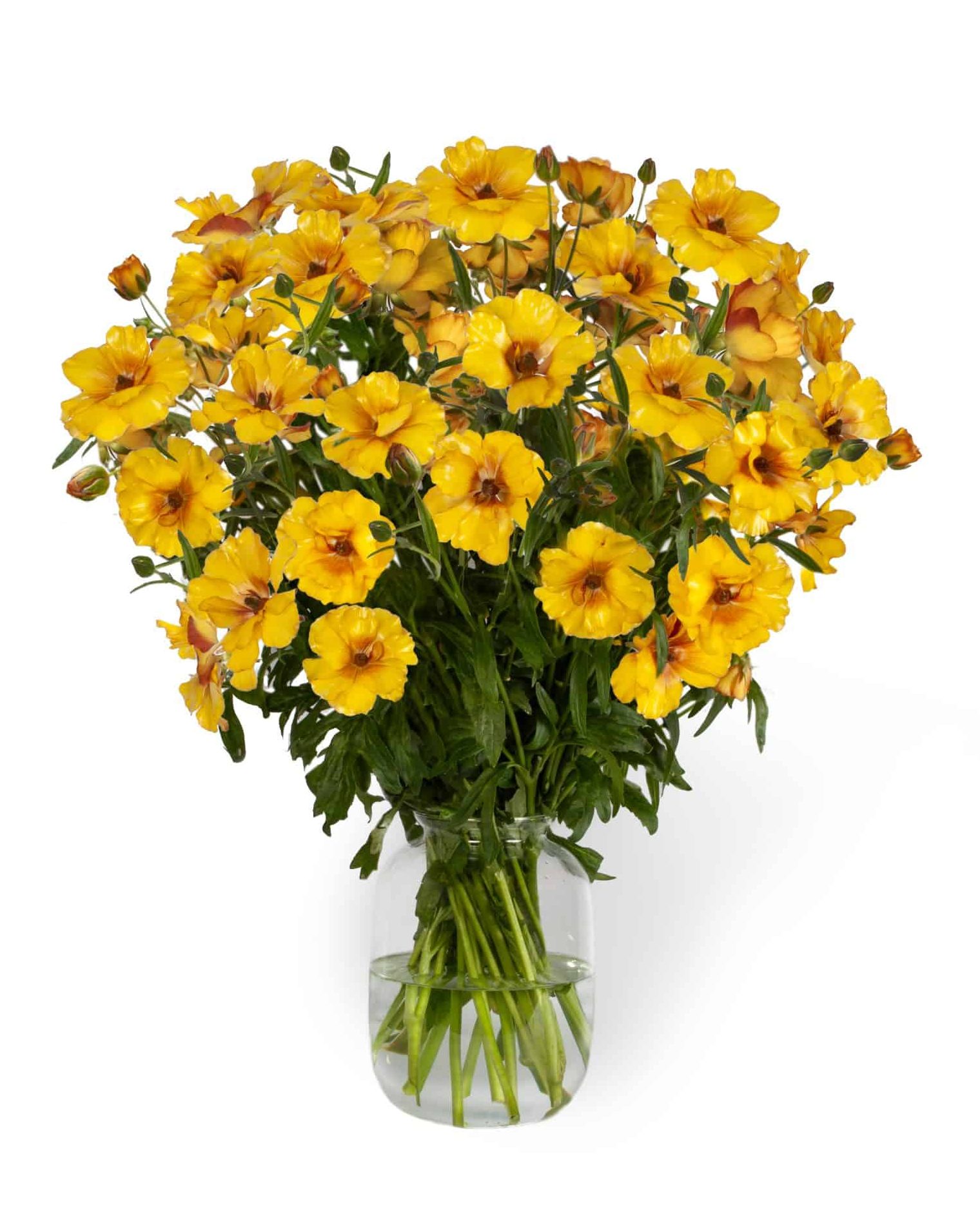 Yellow Ranunculus in a vase
