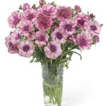 Purple Ranunculus in a vase