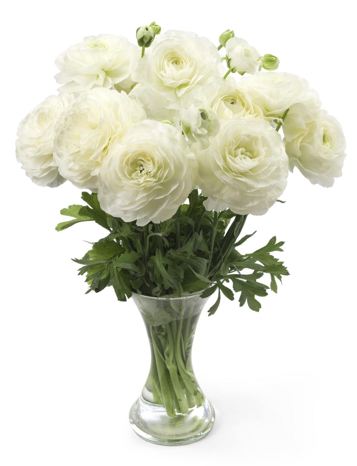 White Ranunculus Romance in a vase