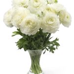 White Ranunculus Romance in a vase