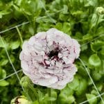 Ranunculus Brushmark Estrada®