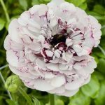 Ranunculus Brushmark Estrada®