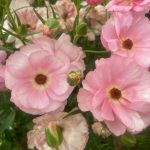 Ranunculus Butterfly™ Venus®