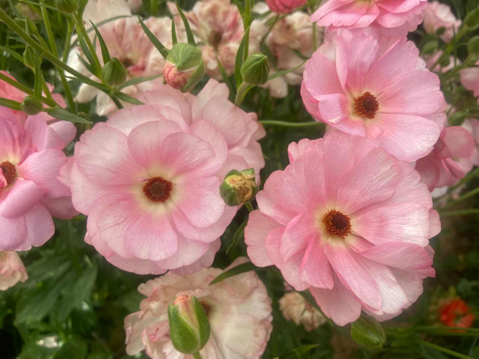 Ranunculus Butterfly™ Venus®