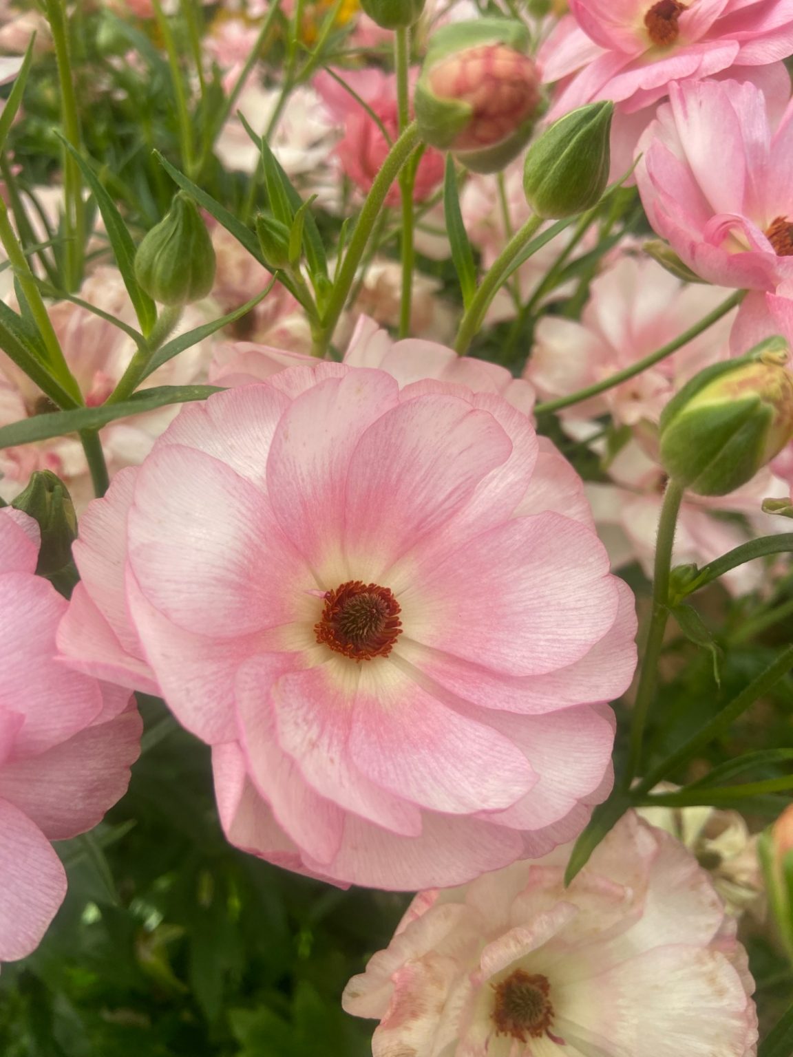 Ranunculus Butterfly™ Venus®