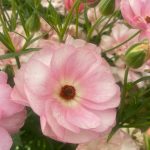 Ranunculus Butterfly™ Venus®