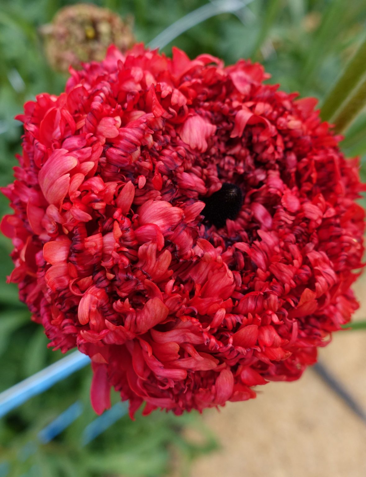 Ranunculus Poodle Chaouen II®