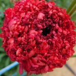 Ranunculus Poodle Chaouen II®