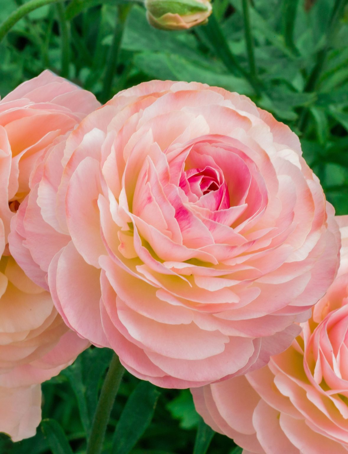 Ranunculus Romance™ Ferrand® pink flower