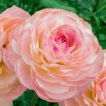 Ranunculus Romance™ Ferrand® pink flower