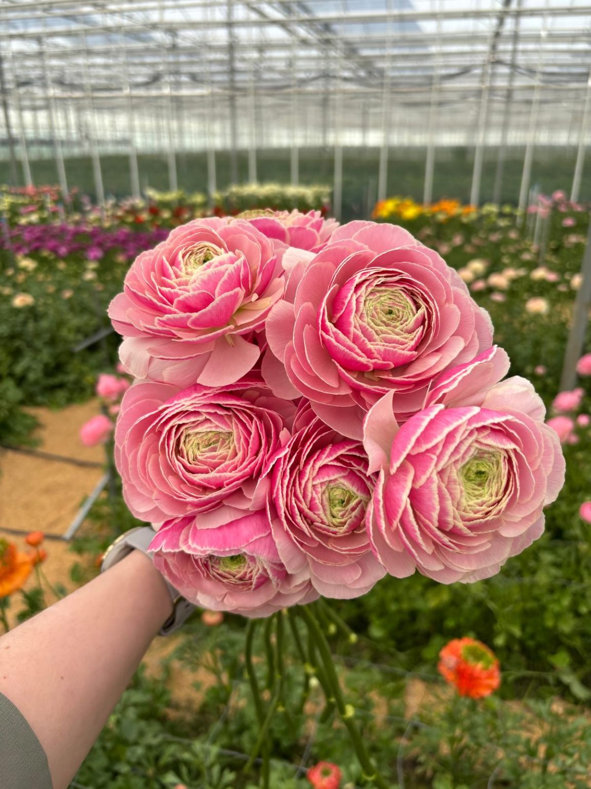 Ranunculus Koi Fish Seclin®