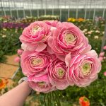 Ranunculus Koi Fish Seclin®