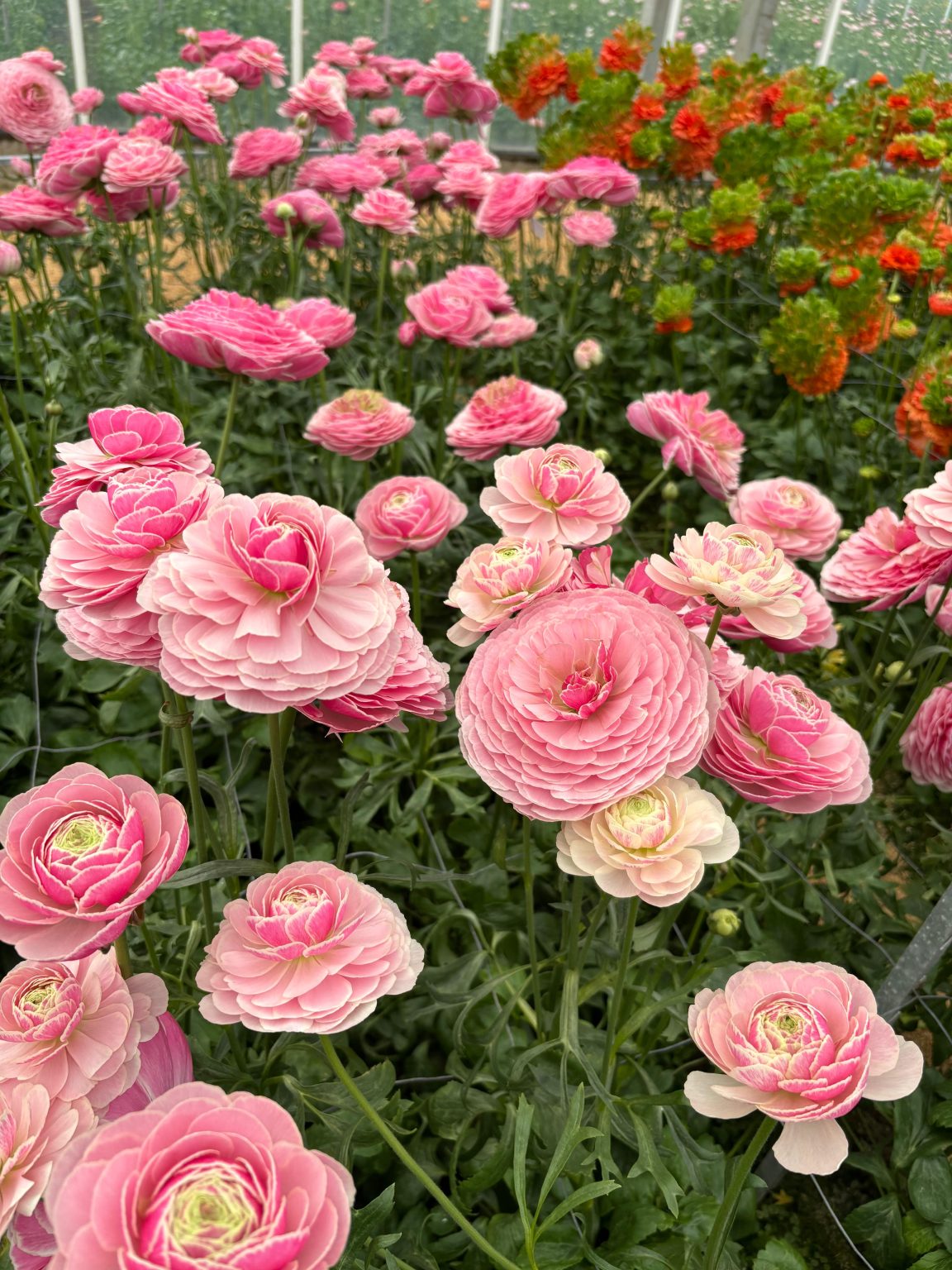 Ranunculus Koi Fish Seclin®