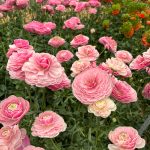 Ranunculus Koi Fish Seclin®