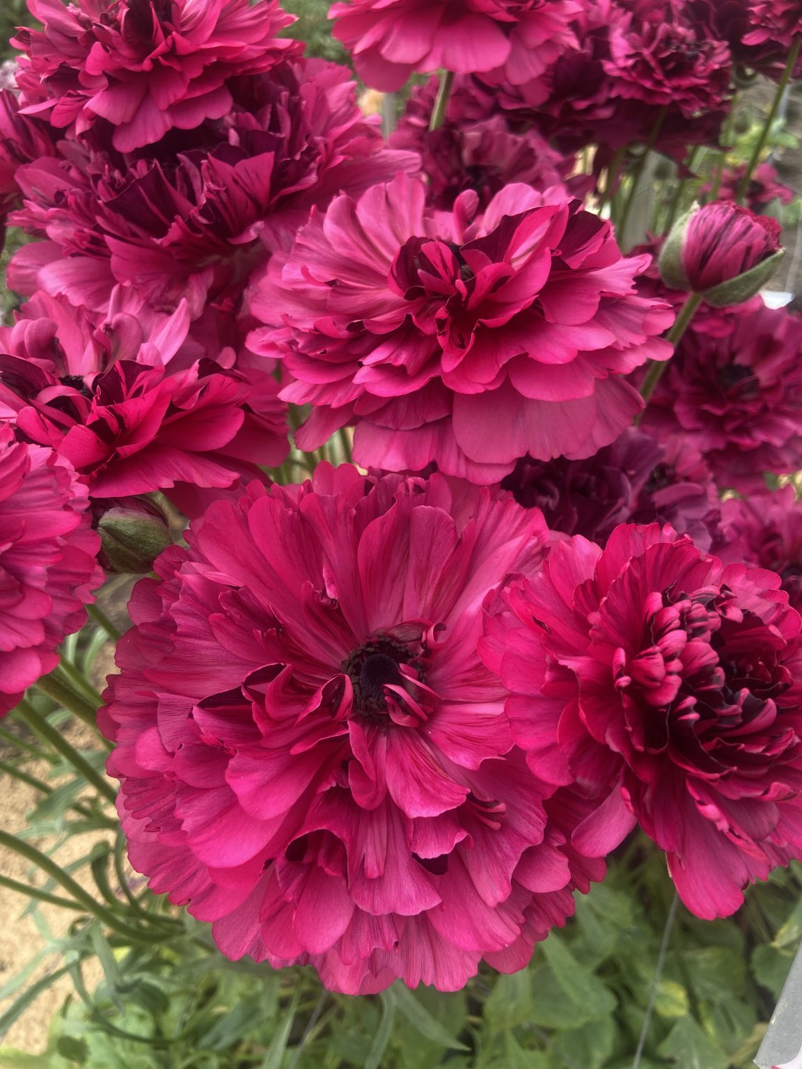 Ranunculus Brushmark Braga®