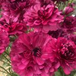 Ranunculus Brushmark Braga®