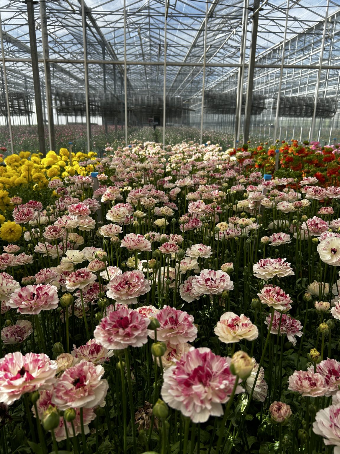 Ranunculus Brushmark Cesar®