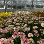 Ranunculus Brushmark Cesar®