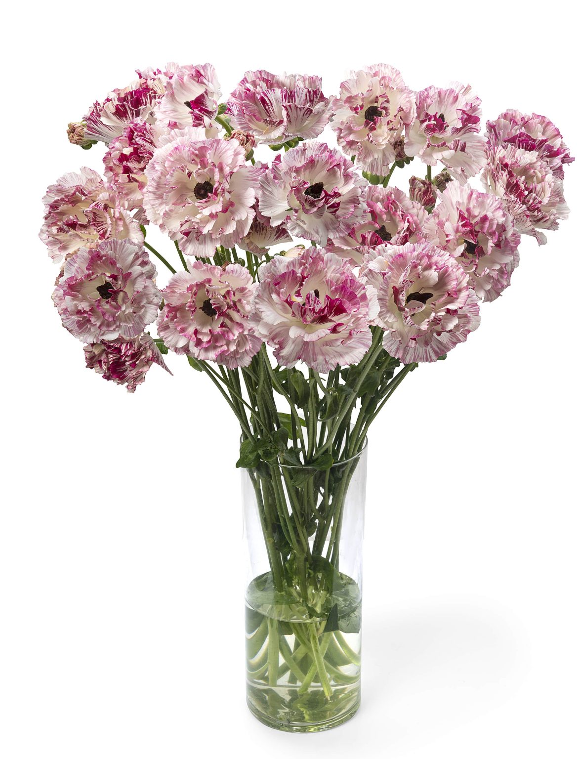 Ranunculus Brushmark Cesar®