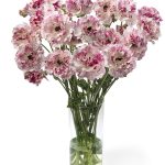 Ranunculus Brushmark Cesar®