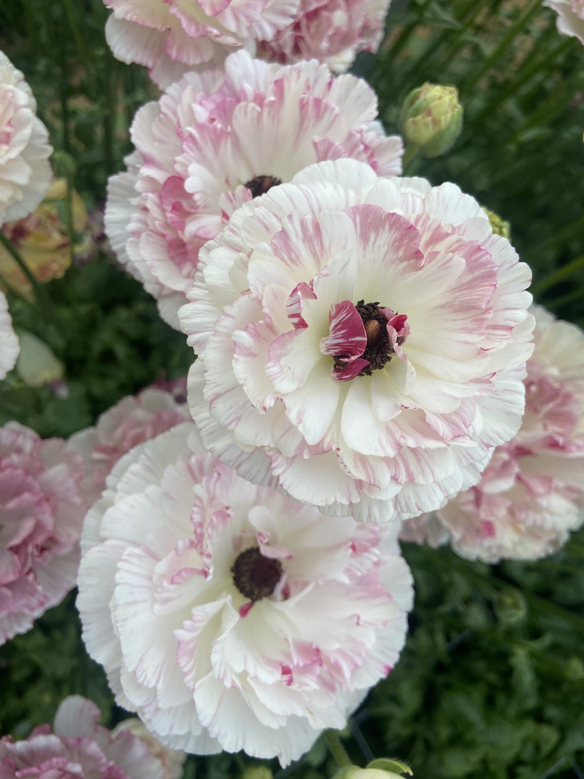 Ranunculus Brushmark Cesar®